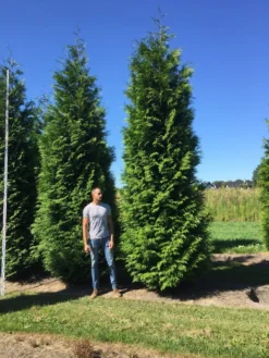Grote Haagconifeer (Thuja Plicata 'Excelsa') -Exporteren Groei Planten Winkel thuja plic excelsa 500550 1