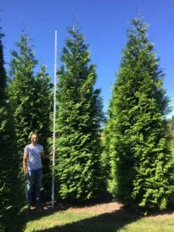 Grote Haagconifeer (Thuja Plicata 'Excelsa') -Exporteren Groei Planten Winkel thuja plic excelsa 500550 2