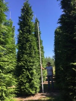Grote Haagconifeer (Thuja Plicata 'Excelsa') -Exporteren Groei Planten Winkel thuja plic excelsa 600700