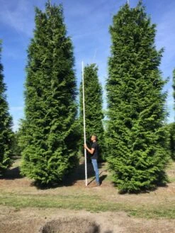 Grote Haagconifeer (Thuja Plicata 'Excelsa') -Exporteren Groei Planten Winkel thuja plic excelsa 700800