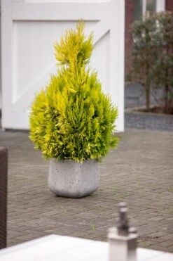 Levensboom (Thuja Plicata '4ever Goldy') -Exporteren Groei Planten Winkel thuja plicata 4ever goldy pbr