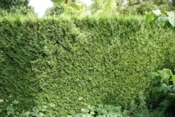 Levensboom (Thuja Plicata 'Atrovirens') -Exporteren Groei Planten Winkel thuja plicatum atrovirens 1