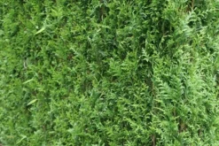 Levensboom (Thuja Plicata 'Atrovirens') -Exporteren Groei Planten Winkel thuja plicatum atrovirens 2 1