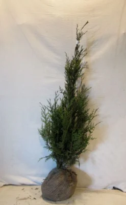 Levensboom (Thuja Plicata 'Atrovirens') -Exporteren Groei Planten Winkel thujapatrovirens080 100