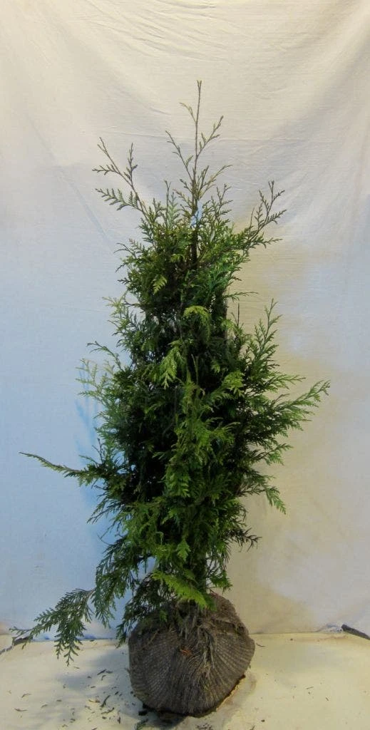 Reuzenlevensboom (Thuja Plicata 'Excelsa') 7 Reuzenlevensboom (Thuja Plicata 'Excelsa') - Afbeelding 7