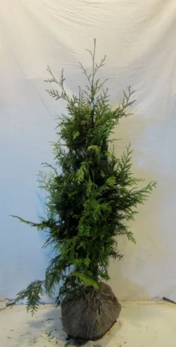 Reuzenlevensboom (Thuja Plicata 'Excelsa') -Exporteren Groei Planten Winkel thujapexcelsa100 125