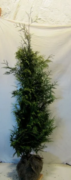 Reuzenlevensboom (Thuja Plicata 'Excelsa') -Exporteren Groei Planten Winkel thujapexcelsa150 175