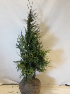 Levensboom (Thuja Plicata 'Martin') -Exporteren Groei Planten Winkel thujapmartin060 080 1