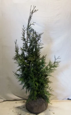 Levensboom (Thuja Plicata 'Martin') -Exporteren Groei Planten Winkel thujapmartin080 100 1