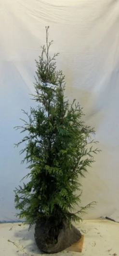 Levensboom (Thuja Plicata 'Martin') -Exporteren Groei Planten Winkel thujapmartin100 125 1