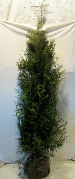 Levensboom (Thuja Plicata 'Martin') -Exporteren Groei Planten Winkel thujapmartin175 200 1