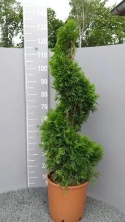 Conifeer Als Spiraal (Thuja Occidentalis 'Smaragd') -Exporteren Groei Planten Winkel thujasmaragdspiraal01