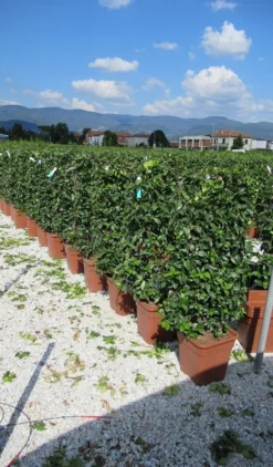 Toscaanse Jasmijn Als Leivorm(Trachelospernum Jasminoides) -Exporteren Groei Planten Winkel trachelospermum jasminoides 52x110 leivorm