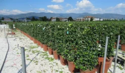 Toscaanse Jasmijn Als Leivorm(Trachelospernum Jasminoides) -Exporteren Groei Planten Winkel trachelospermum jasminoides 52x110 leivorm 2