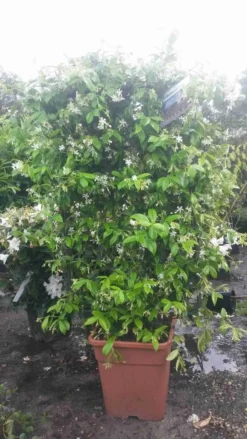 Toscaanse Jasmijn Als Leivorm(Trachelospernum Jasminoides) -Exporteren Groei Planten Winkel trachelospernum jasm. leivorm 100125 2