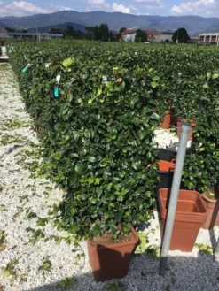 Toscaanse Jasmijn Als Leivorm(Trachelospernum Jasminoides) -Exporteren Groei Planten Winkel trachelospernum jasminoides 90x50 cm