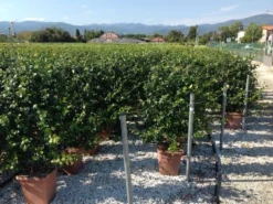 Toscaanse Jasmijn Als Leivorm(Trachelospernum Jasminoides) -Exporteren Groei Planten Winkel trachelospernum jasminoides lage leivorm