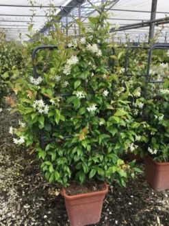 Toscaanse Jasmijn Als Leivorm(Trachelospernum Jasminoides) -Exporteren Groei Planten Winkel trachelospernum jasminoides lage leivorm met bloem