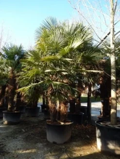 Winterharde Palm Meerstammig (Trachycarpus Fortunei) -Exporteren Groei Planten Winkel trachycarpus fortunei 3 stammig
