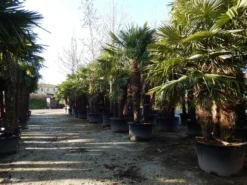 Winterharde Palm Meerstammig (Trachycarpus Fortunei) -Exporteren Groei Planten Winkel trachycarpus fortunei 3 stammig 2