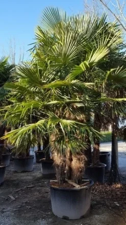 Winterharde Palm Meerstammig (Trachycarpus Fortunei) -Exporteren Groei Planten Winkel trachycarpus meerstammig