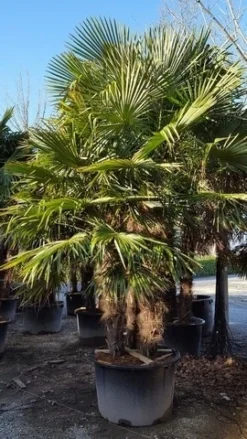 Winterharde Palm Meerstammig (Trachycarpus Fortunei) -Exporteren Groei Planten Winkel trachycarpus meerstammig 2