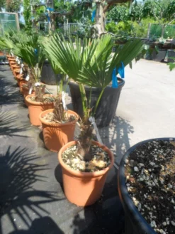Winterharde Palm (Trachycarpus Wagnerianus) -Exporteren Groei Planten Winkel trachycarpus wagnerianum 30stam c25