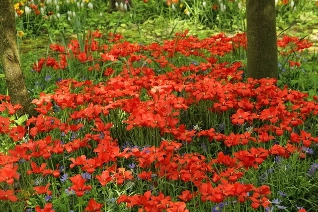 Tulp (Tulipa Linifolia) 2 Tulp (Tulipa Linifolia) - Afbeelding 2