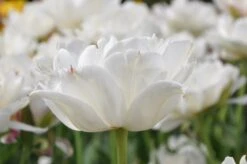 Exporteren Groei Planten Winkel -Exporteren Groei Planten Winkel tulipa mounttacoma1 1