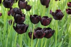 Exporteren Groei Planten Winkel -Exporteren Groei Planten Winkel tulipa queenofnight 12 1 1