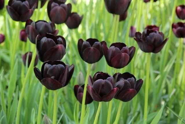 Tulp (Tulipa 'Queen Of Night, Enkel Laat') 2 Tulp (Tulipa 'Queen Of Night, Enkel Laat') - Afbeelding 2