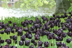 Tulp (Tulipa 'Queen Of Night, Enkel Laat') 5 Tulp (Tulipa 'Queen Of Night, Enkel Laat') -Exporteren Groei Planten Winkel tulipa queenofnight 15