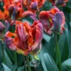Tulp (Tulipa 'Rasta Parrot')