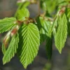 Haagbeuk Als Leivorm (Carpinus Betulus)