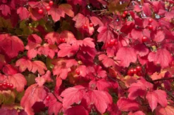 Gelderse Roos (Viburnum Opulus) -Exporteren Groei Planten Winkel vaem08760