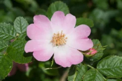 Ondoordringbare Haag, Hoog 5 Ondoordringbare Haag, Hoog -Exporteren Groei Planten Winkel vaem09210