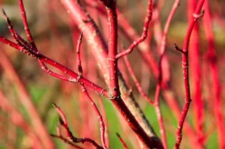 Nieuwe Producten -Exporteren Groei Planten Winkel vaem09749