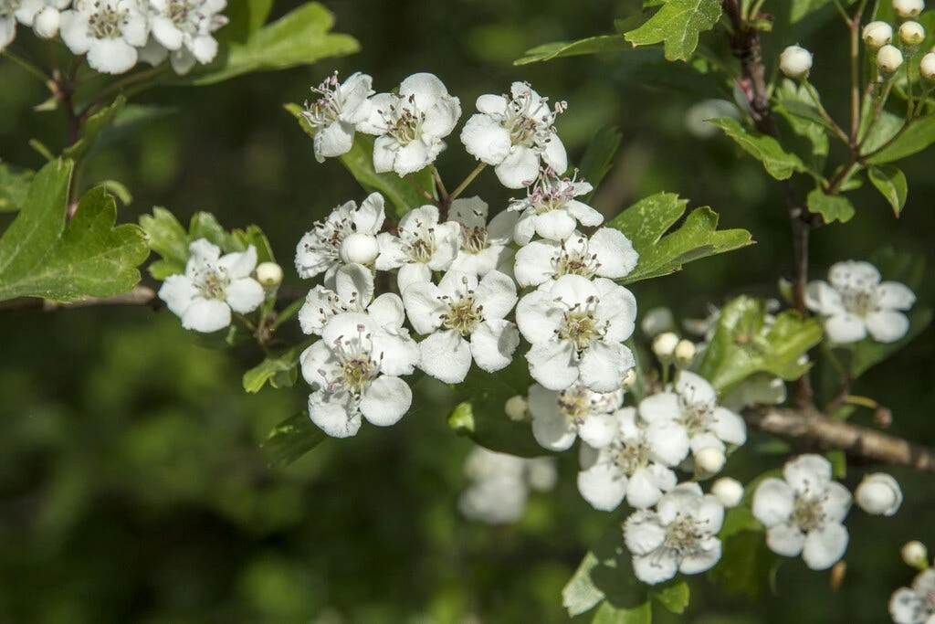 Zeeuwse Haag 1 Zeeuwse Haag