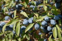 Nieuwe Producten -Exporteren Groei Planten Winkel vami02169