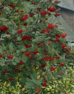 Vogelvriendelijke Haag 5 Vogelvriendelijke Haag -Exporteren Groei Planten Winkel visi07503