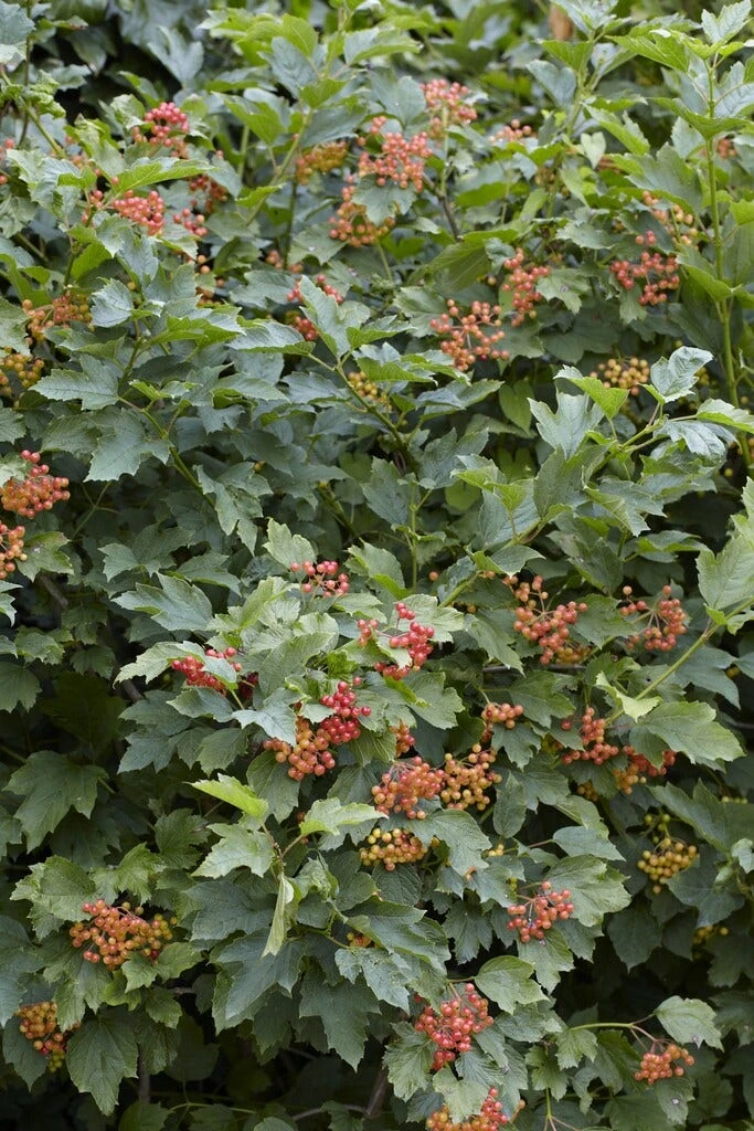 Vogelvriendelijke Haag 1 Vogelvriendelijke Haag