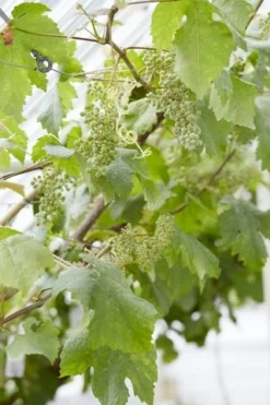Muskaatdruif (Vitis Vinifera ‘Moscato Bianco’)