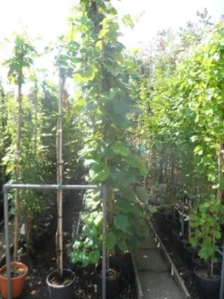 Sierdruif (Vitis Coignetiae) -Exporteren Groei Planten Winkel vitis coignetiae 200 250 300 c20