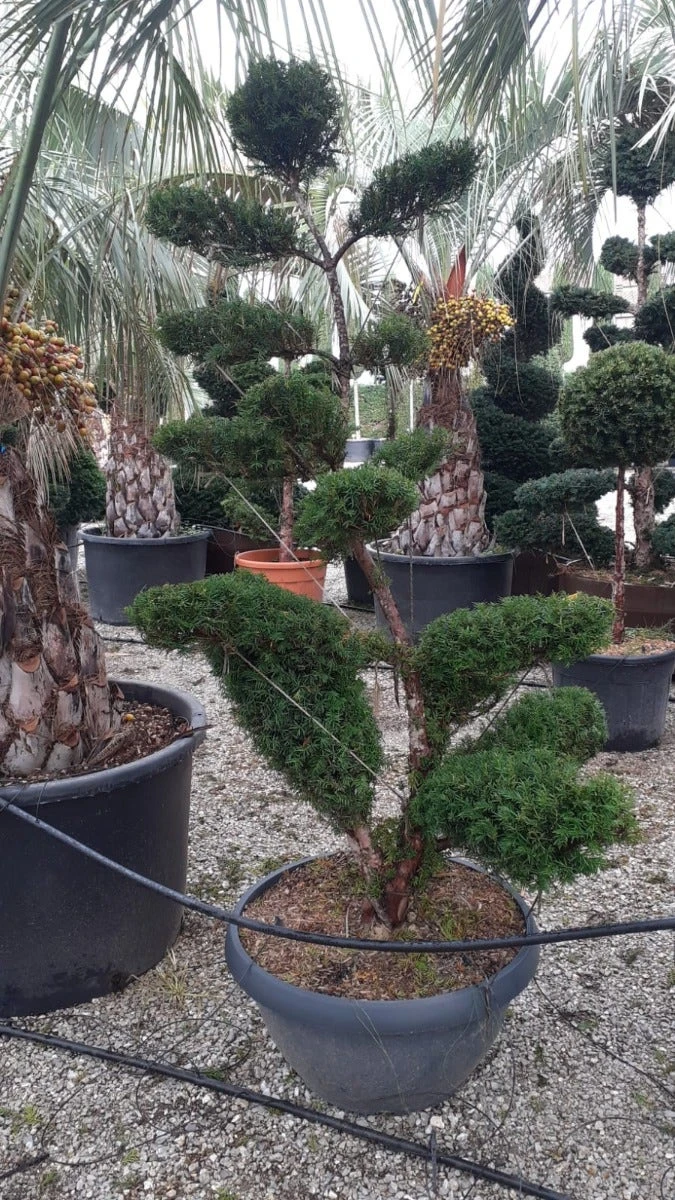 Taxus Als Bonsai (Taxus Baccata) 1 Taxus Als Bonsai (Taxus Baccata)