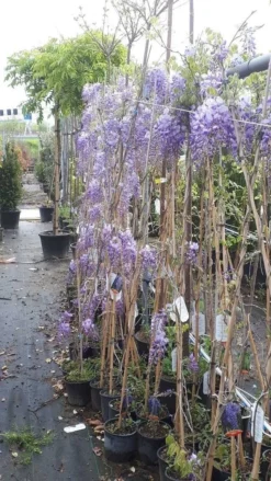 Blauwe Regen (Wisteria Sinensis 'Prolific') 14 Blauwe Regen (Wisteria Sinensis 'Prolific') -Exporteren Groei Planten Winkel wisteria 1