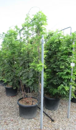 Blauwe Regen Als Leivorm (Wisteria Brachybotrys 'Yokohama Fuji') -Exporteren Groei Planten Winkel wisteria 110x180 leivorm