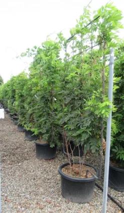 Blauwe Regen Als Leivorm (Wisteria Brachybotrys 'Yokohama Fuji') -Exporteren Groei Planten Winkel wisteria 110x180 leivorm 2 2