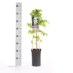 Japanse Blauwe Regen, Wit (Wisteria Floribunda 'Alba') -Exporteren Groei Planten Winkel wisteria floribunda alba