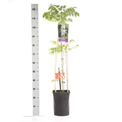 Japanse Blauwe Regen, Wit (Wisteria Floribunda 'Alba') -Exporteren Groei Planten Winkel wisteria floribunda alba 1.00 1.25