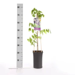 Blauwe Regen, Roze (Wisteria Floribunda 'Rosea') -Exporteren Groei Planten Winkel wisteria floribunda rosea